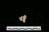 藏品(刺蚯蚓螺)的圖片